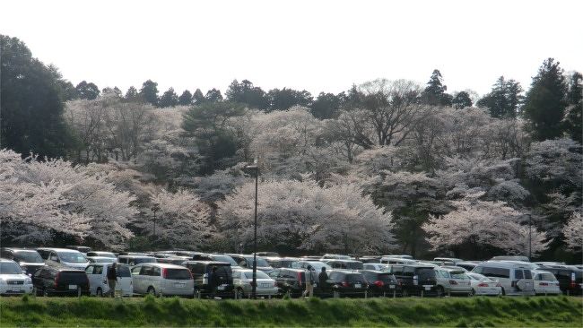 水戸偕楽園の桜と石岡 土浦の桜めぐり 水戸 茨城県 の旅行記 ブログ By まりも母さん フォートラベル 水戸偕楽園の桜と石岡 土浦の桜めぐり 水戸 茨城県 の旅行記 ブログ By まりも母さん フォートラベル