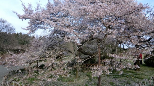 水戸偕楽園の桜と石岡 土浦の桜めぐり 水戸 茨城県 の旅行記 ブログ By まりも母さん フォートラベル