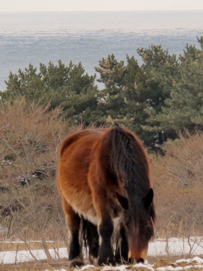 木版画『寒立馬 尻屋崎 晩秋』 #寒立馬 木版画『寒立馬 尻屋崎 晩秋』 #寒立馬