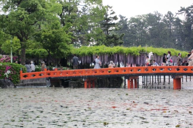 2012春、尾張の藤の名所・天王川公園(1):5月6日(1):丸池、中之島の藤棚、ヨネ・ノグチ銅像、サツキ