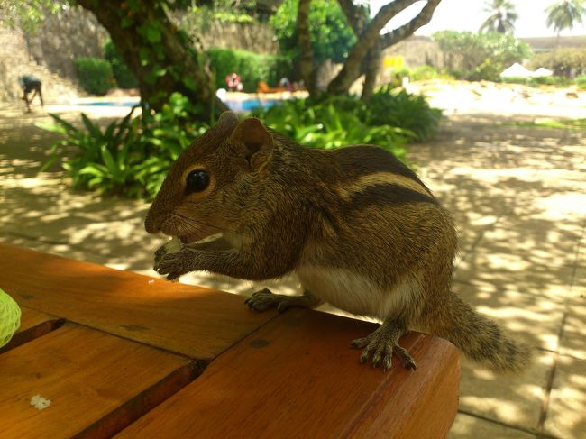 やっぱり、ここのホテルにもいました♪<br /><br />リスちゃん♪