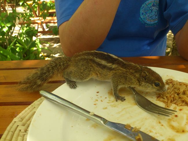 食べ残したナシゴレンを食べにやってきます。<br /><br />「おいおい、それちょっと辛いけど。。。」<br />（ナシゴレンなのですが、スリランカ・テイストでちょっと辛いのです。）<br />普通に食べている。スリランカ味覚のリス？