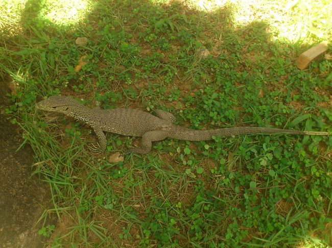 おっと庭で遊んでいたら、びっくりなゲスト♪<br /><br />逃げ足、速いです！<br />でも結構近くで写真撮らせてくれます♪