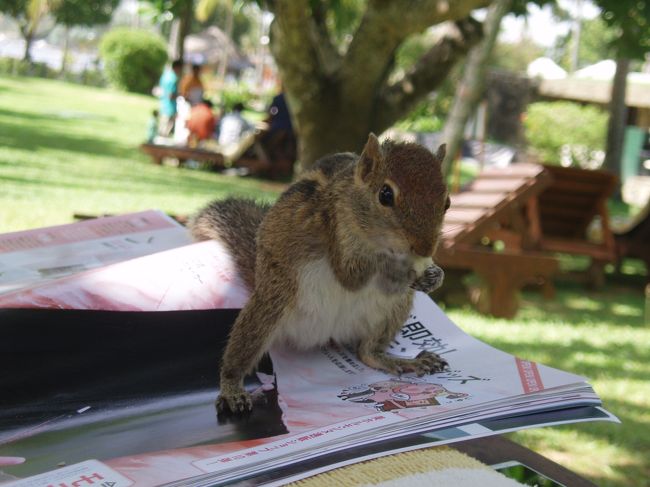 りす君は、もう一切人見知り？なし！<br /><br />私が読んでいる雑誌の上にも普通にやってくるし。。。