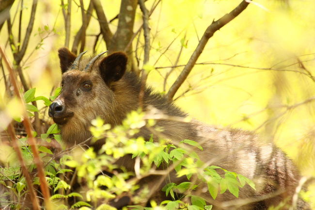 山梨で出会った野生動物たち 清里 八ヶ岳 山梨県 の旅行記 ブログ By Kemurさん フォートラベル 山梨で出会った野生動物たち 清里 八ヶ岳 山梨県 の旅行記 ブログ By Kemurさん フォートラベル