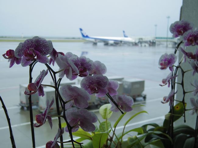 8:35羽田発のJAL905で那覇空港へ<br /><br />着いた早々雨・・・<br /><br />東京は晴れてたのに　