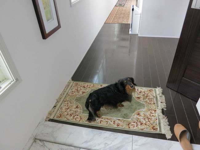 玄関外まで後を追うグッドボーイダックス。<br />今回は、ペットシッターさんに朝晩来てもらい、お家でお留守番。<br />大丈夫大丈夫！
