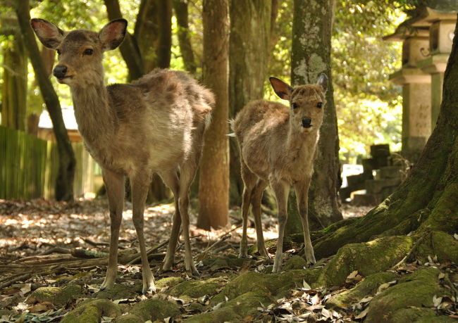 平等院の藤が今年はイマイチとＨＰに記載されていたので<br />今年は春日大社神苑、萬葉植物園に行ってきました<br /><br />早速、鹿さんがお出迎え<br />