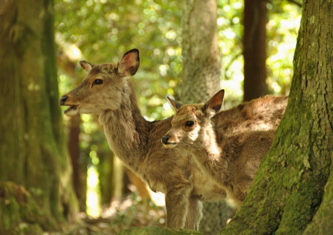 今年生まれたばかりの小鹿の一般公開が間近だとニュースでみました<br /><br />じゃあこの子は前年以前に生まれた鹿ちゃんだね