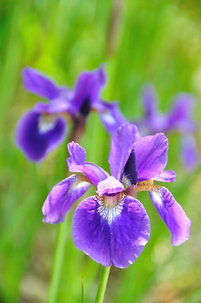 咲いてるのもあった<br />