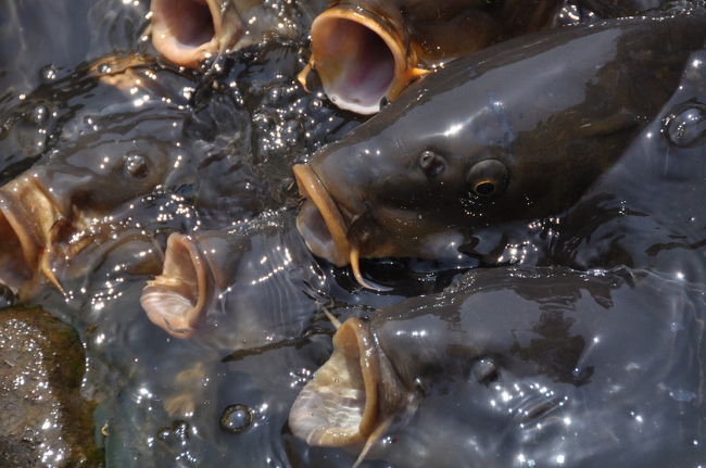 池には鯉がたくさん<br />もっと近づけたけど…圧倒されちゃいました<br />まぁ鯉が飛び跳ねてカメラが濡れても悲しいしね