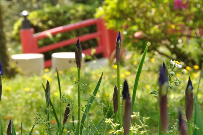 池の周りにちょこっと菖蒲の蕾
