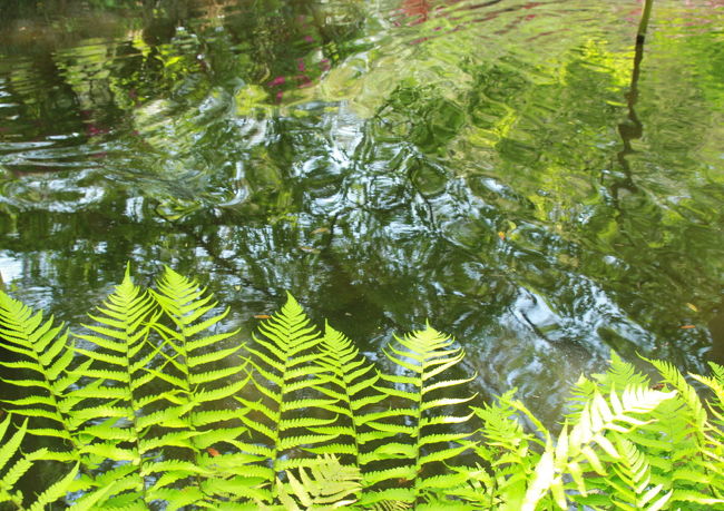 雅楽はお昼の一時からなんで、まずは園内の散策をしましょうか<br />