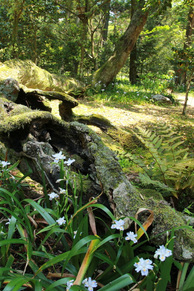 皮一枚残して空洞化した倒木からまた新たな生命が。<br />幹を地に長く臥せて繁っています<br />