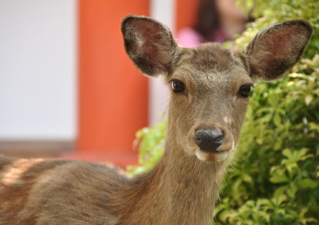 こんなところにまで鹿さんが来ていました<br /><br />旦那が撮りました