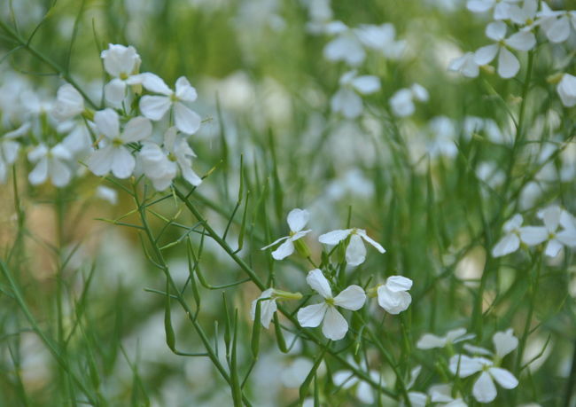 大根の花<br /><br />父がかなり本格的な家庭菜園をしてますが<br />大根の花は初めて見ました