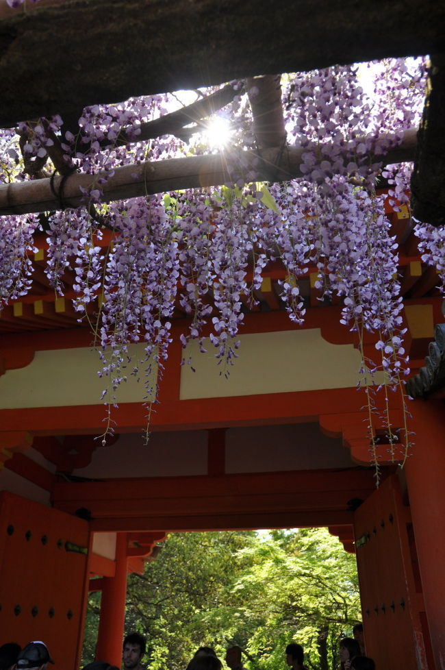 特別拝観（500円）では春日大社回廊内に入れますが<br />私達は入りませんでした<br />旦那の帰ろう攻撃がず〜っと続いているので（笑）