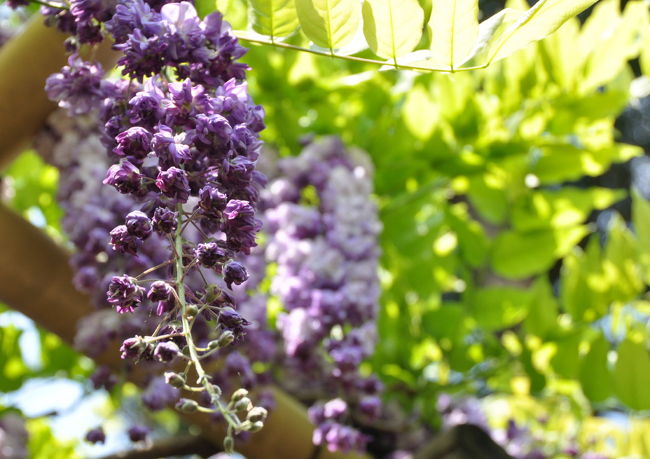 こんな藤、初めて見ました