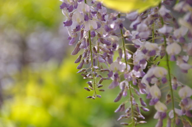 一回りする間にも<br />もう飽きた〜藤ばっかりや〜って<br /><br />当たり前だろ！藤を見にきたんじゃ〜<br />っと叫びたいところをグッと我慢
