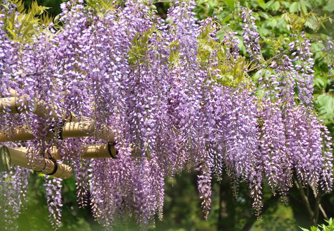 だから私にとっては藤を見に来たというよりは<br />藤のそばを通り過ぎた…と言いたいほどの速さでどんどん観賞<br />