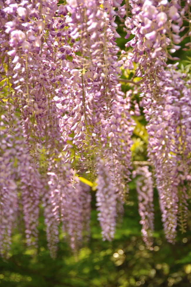 しまった〜藤の花の名前も写真に撮ってましたが<br />載せる写真を圧縮していくうちに何が何か分からなくなっちゃいました