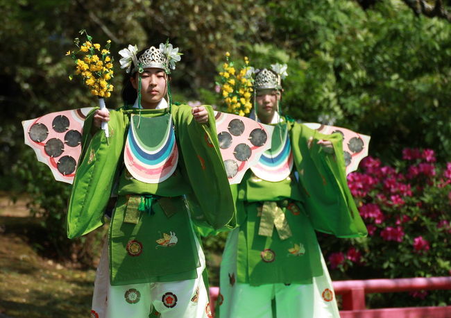 白いツツジを頭に着け<br />ヤマブキの花を手に持っての優雅な舞<br /><br />蝶がヒラヒラ舞っているようです