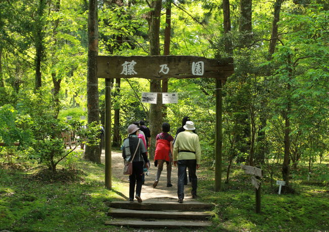 新緑の気持ち良い参道を通って萬葉植物園へ