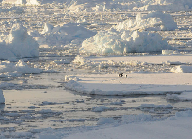 ペンギンが乗っていることもある。<br /><br />パンケーキ状の海氷が多い。新しい氷だろうか。その端のぎざぎざが海氷の上に影を作っている。<br /><br /><br /><br />