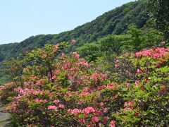 伊豆大島というと、椿をイメージしますが、椿は３月ぐらいで終わってしまい、５月になるとつつじが咲き乱れます。