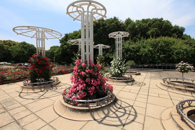 白ばらや 黄ばらの中を あゆみつつ 友と語りし やさしの思い出 「大阪市立 長居植物園」
