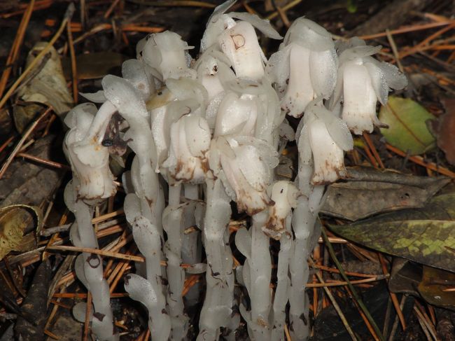 「ギンリョウソウ」<br />ギンリョウソウは葉緑素を持たない腐生植物のこと。<br /> 腐生植物とは他の生物の死体や排泄物などを栄養源として生活する植物のことらしい。<br />腐葉土が栄養源なので、たいてい薄暗いところに生息しているとか。<br /><br />言われてみればこの写真の場所も、暗い木々の間だけど<br />なんで白いんだろう？<br />ユウレイダケとも呼ばれているらしく、やっぱり不気味だわ(笑)