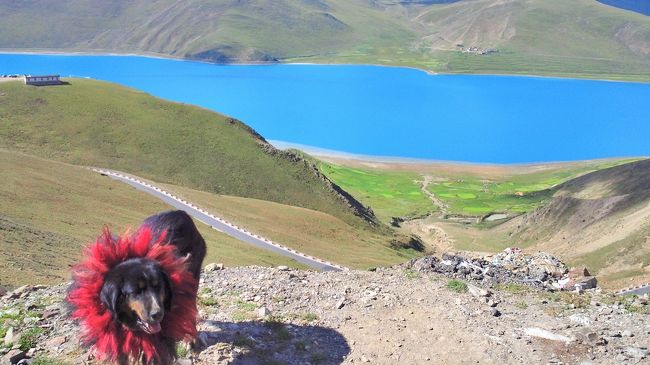 ヤムドク湖での写真撮影用のチベット犬。首輪の赤が湖の青と好対照。<br /><br />