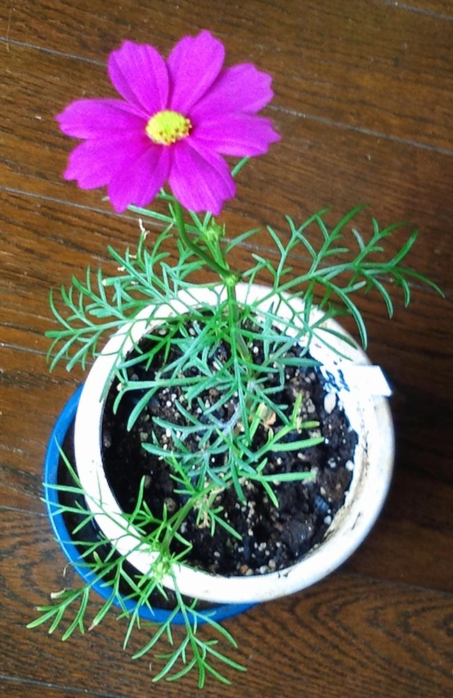 【Epilogue】　<br />　今回のチベット旅行で、唯一汚点のように残った記憶。セラ寺での光景。<br />　明らかにチベット民族と見えるかなり高齢の老婦人が、強い日差しを避けるように木陰から、僧侶達の問答を眺めていた。<br /><br />　チベットの午後の日差しは強い。私も普通のキャップ帽子では後頭部を日光で直撃されるので、バンダナで日避け覆いにしていたが、ついには、その老婦人近くの木陰に避難することになった。<br /><br />　そのとき、僧侶達の問答風景ではなく、見物している我々の方にカメラを向けている中年くらいの白人系の男に気がついた。かなりの望遠レンズを装着した一眼レフカメラを使っている。どうもチベット民族老婦人を狙っているようだ。<br /><br />　はじめは、自分自身が木に隠れて見えないようにしていたが、次第に大胆になり、かなりの至近距離から撮影を始めた。さらに同行のカメラを持った若い女も加わり、２人して写真を取りだす。それだけでなく、何も言わない、その老婦人の腕を引っ張って、たぶん明るいところでの撮影条件にするためだろうが、直射日光のあたる壁の前まで連れ出した。そして、また顔を間近に撮るように、２人して写真を何枚も執拗に撮り続けた。老婦人にしてみれば、僧侶達の問答見物どころではない。<br /><br />　すこし時間が経って見ると、解放？された老婦人は同じ樹のしたの木陰に、座り込んで再び、僧侶達の問答見物をしていた。今度もかなり私の隣に近いところに座っている。<br />　しばらくすると、再び例のカメラをもった男女が、こちらにカメラを向け、また写真を撮り始めた。<br /><br />　“Don't　take (mｙ) pictureｓ, Go away, Go away !! ”と、私は彼らに向かって叫んだ。<br />　若い女は「あんたを撮っているんじゃないヨ」とでも言っているのか、何かぶつぶつ言っている。<br />　“Go away, Go away !! ”と、私は彼ら向かって、また叫んだ。<br />　しぶしぶ、彼らは立ち去ったが、私は心の中で、まだ何度も、そしていつまでも叫び続けていた。<br /><br />　“Go away, Go away !! ”、“Go away, Go away !! ”<br /><br /><br />（本記事は<br />http://miyauchi-m.cocolog-nifty.com/blog/2011/10/epiloguetristes.html　を元に作成しました。<br />　写真：庭の土に種をまいたら、コスモスの花が咲いた。COSMOS!!　宇宙を示す花。そして“秋桜”。）