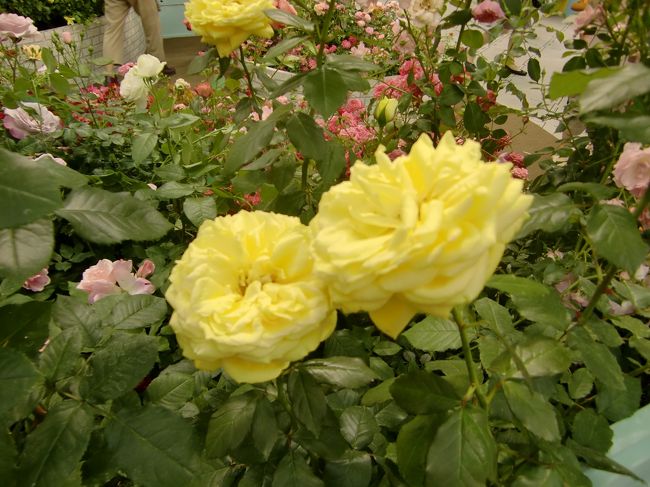 薔薇の園 所沢 埼玉県 の旅行記 ブログ By 小麦粉さん フォートラベル 薔薇の園 所沢 埼玉県 の旅行記 ブログ By 小麦粉さん フォートラベル