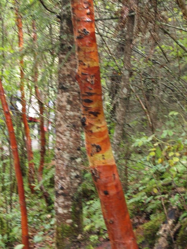 赤樺だって〜、初めて聞いた〜。