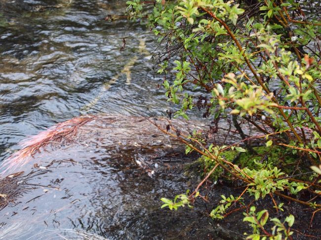特殊な赤い根っこ。