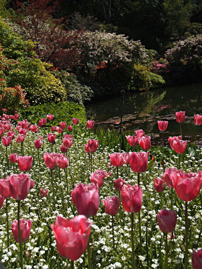 チューリップ・ガーデン 毎年4月中旬】東京・昭和記念公園のチューリップガーデンが