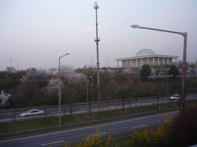 ちょうど桜が満開でした。<br />奥に見えるのが、韓国の国会議事堂です。