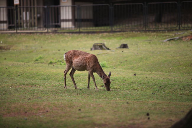 とりあえず<br /><br />鹿発見！！！<br />レンズを７０−２００に交換したが<br />ちょっと遠いかな？