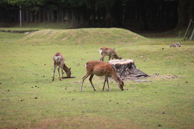 小鹿<br /><br />大蔵省のお土産リクエストは<br />まさかの小鹿だが<br />ポケットに入りそうなのは<br />流石に居ませんね<br />