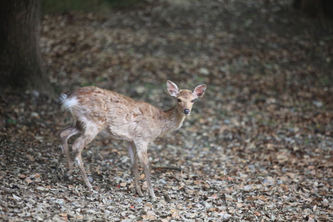 鹿<br /><br />公園の外側を進むので<br />静かですね