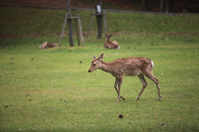 小鹿<br /><br />もっと小さいのを期待したが<br />今の時期じゃなかったかな？