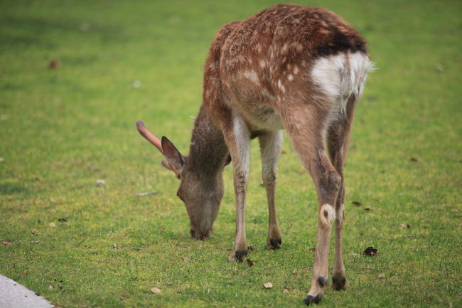 ハート<br /><br />お尻の白い毛が<br />ハートに見えますが<br />個体差があるので<br />綺麗なハートのも居るのかな？