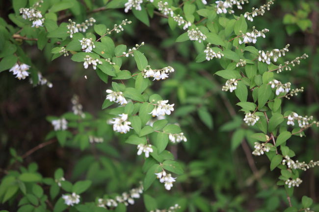 花<br /><br />１００ｍｍマクロの持参したが<br />花はそれほど有りませんね
