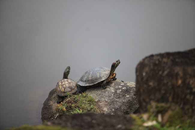 赤耳<br /><br />ここも外来種が<br />繁殖していますね<br />ブラックバスやブルーギルは<br />さすがに泳いで居ません様に