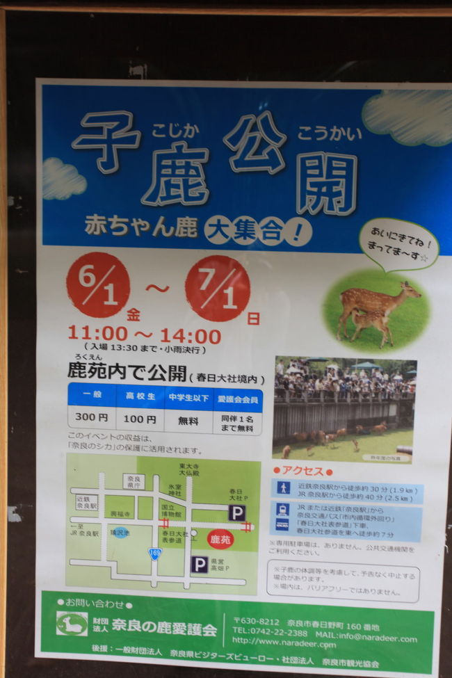 子鹿<br /><br />小さい鹿が居ないと思ったら<br />保護されているのかな？<br />有料じゃなきゃ覗いても良いが<br />６月１日じゃお金を払っても<br />見えない可能性も高そうですね