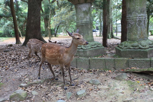 鹿<br /><br />せんべいを持っている人は<br />本能的に見破るみたいで<br />自分には完全に無視状態