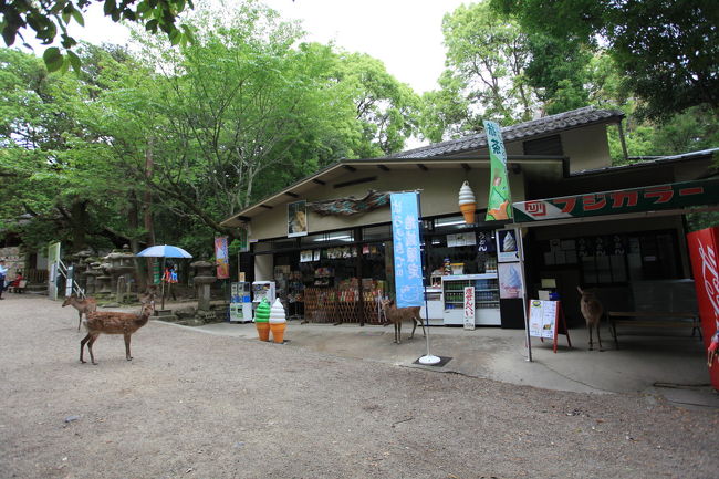 待ち伏せ<br /><br />鹿せんべいのお店が<br />雇っているかのように<br />必ず鹿がいます