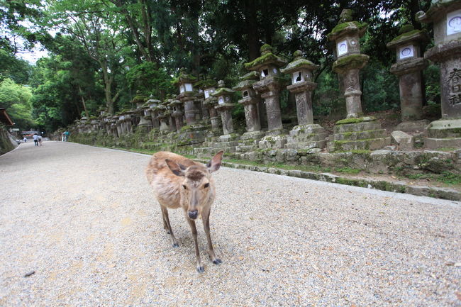 通せんぼ<br /><br />通行料に<br />せんべいを貰おうとしているのかな<br />