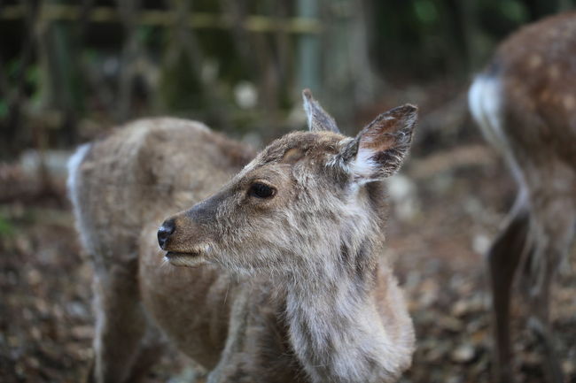 群れ<br /><br />鹿の群れを発見し<br />ちょっと横道へ